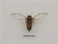 藏品(北埔蟬)的圖片